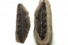 NEUROPTERIS - Carboniferous - Mazon Creek - USA