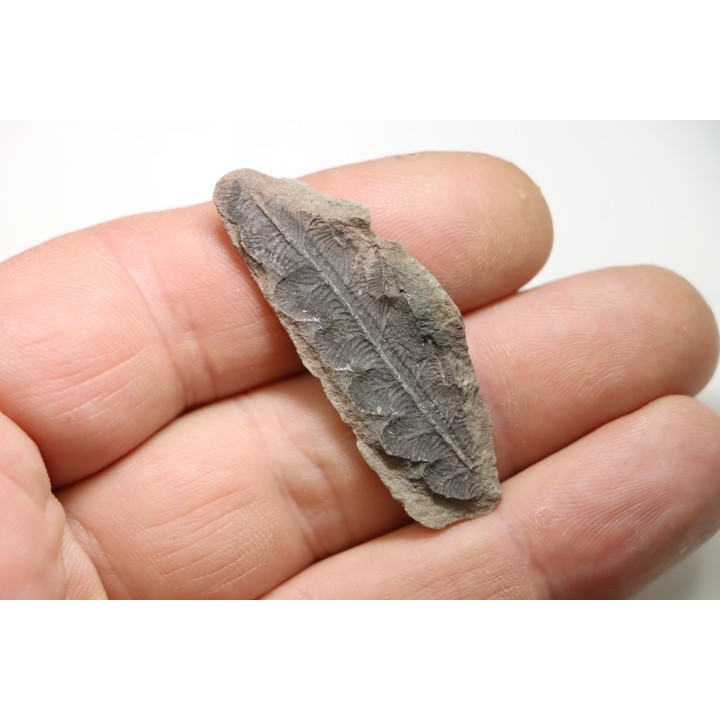 NEUROPTERIS - Carboniferous - Mazon Creek - USA