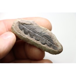 NEUROPTERIS - Carboniferous - Mazon Creek - USA