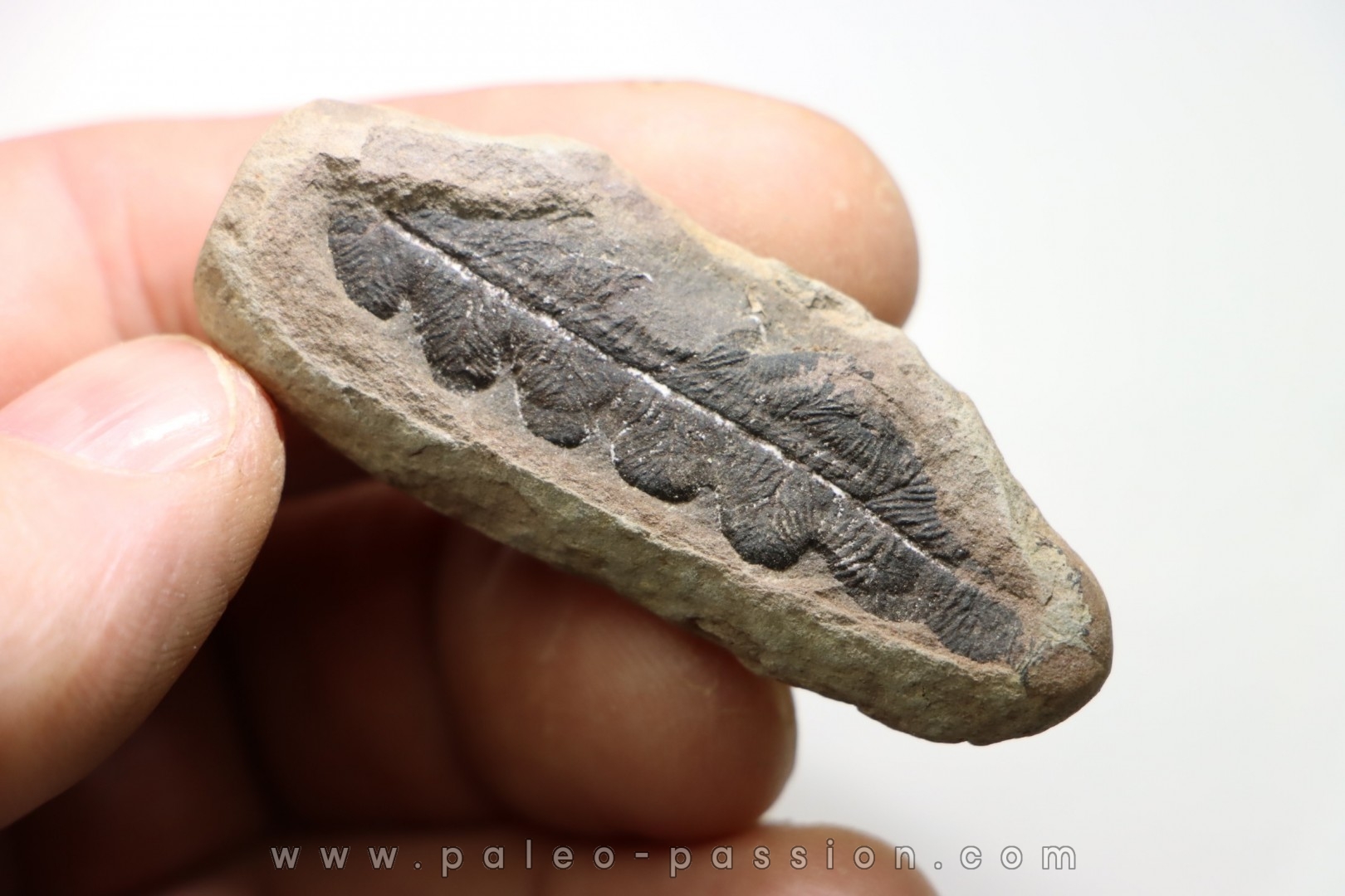Nodule de fougère: NEUROPTERIS - carbonifère - Mazon creek - USA