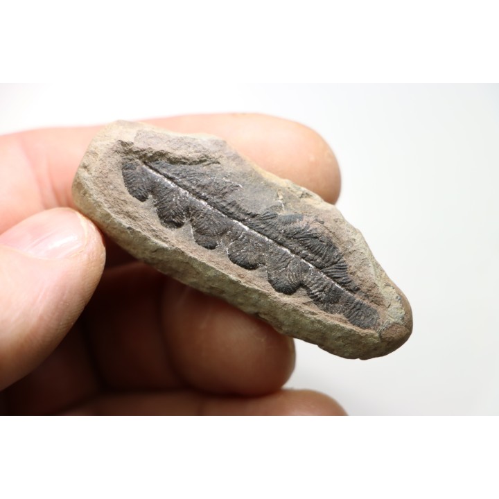 NEUROPTERIS - Carboniferous - Mazon Creek - USA