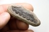Nodule de fougère: NEUROPTERIS - carbonifère - Mazon creek - USA