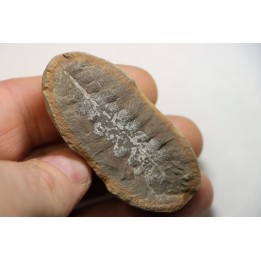 NEUROPTERIS - Carboniferous - Mazon Creek - USA