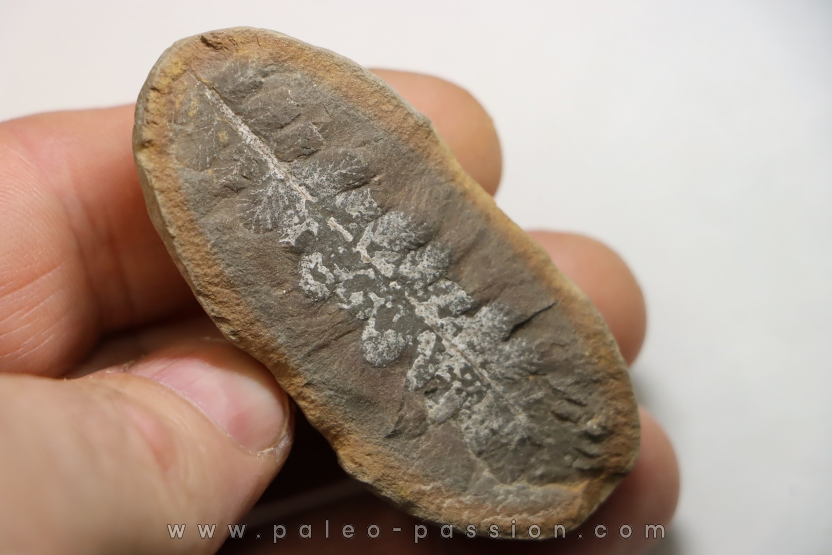 Nodule de fougère: NEUROPTERIS - carbonifère - Mazon creek - USA