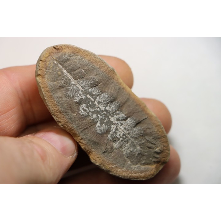 NEUROPTERIS - Carboniferous - Mazon Creek - USA