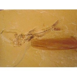 poisson fossile AMPHIPLAGA BRACHYPTERA