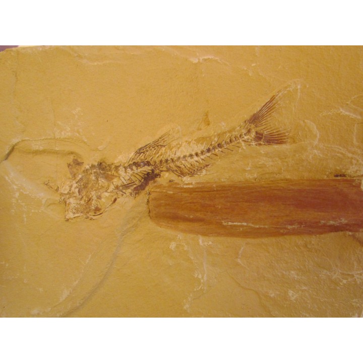 AMPHIPLAGA BRACHYPTERA