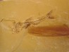 AMPHIPLAGA BRACHYPTERA