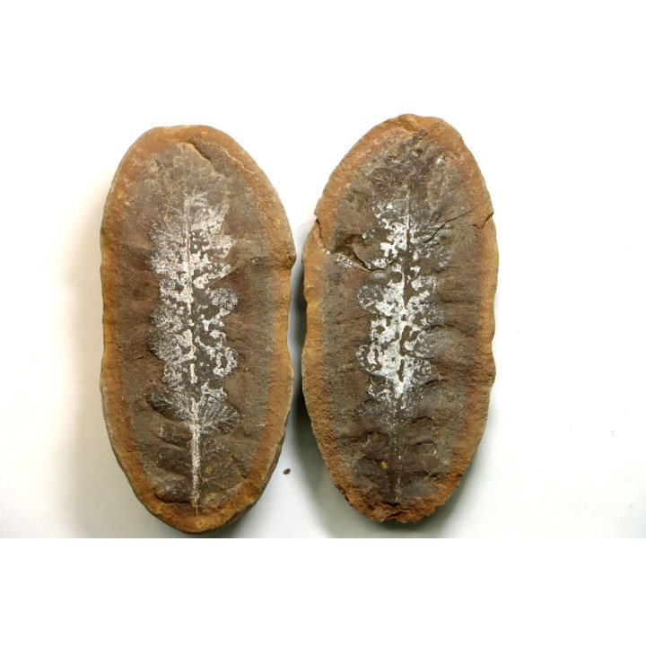 NEUROPTERIS - Carboniferous - Mazon Creek - USA