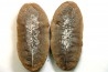 NEUROPTERIS - Carboniferous - Mazon Creek - USA