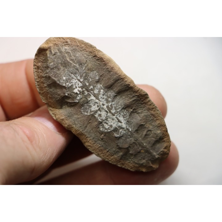 NEUROPTERIS - Carboniferous - Mazon Creek - USA