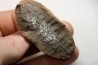 NEUROPTERIS - Carboniferous - Mazon Creek - USA