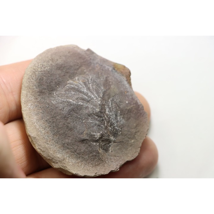 MARIOPTERIS WILMINGTONE - Carboniferous - Mazon Creek - USA