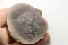 Nodule de fougère: MARIOPTERIS WILMINGTONE - carbonifère - Mazon creek - USA