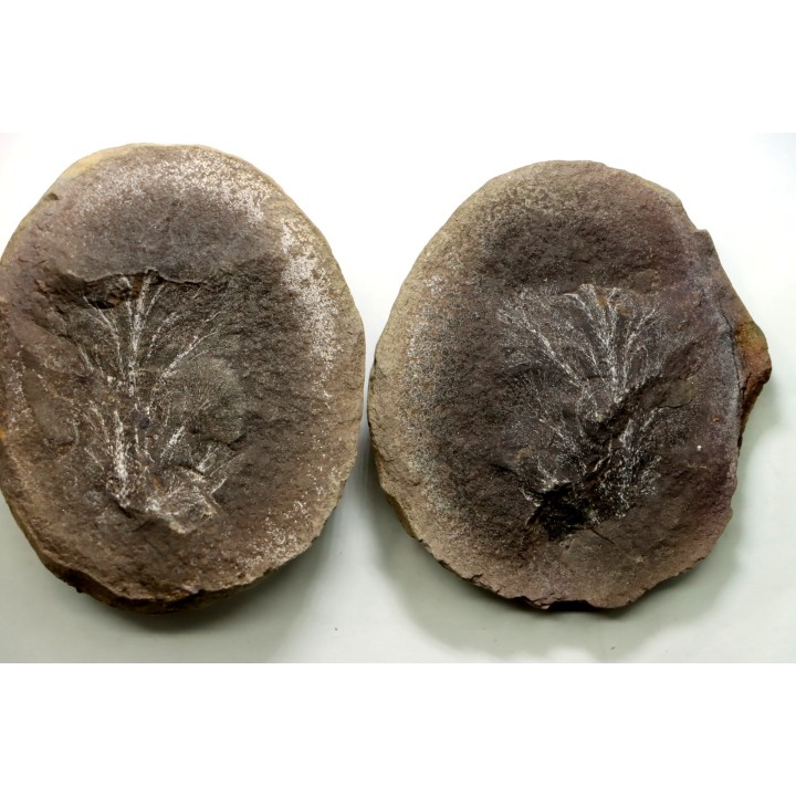Nodule de fougère: MARIOPTERIS WILMINGTONE - carbonifère - Mazon creek - USA