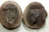 Nodule de fougère: MARIOPTERIS WILMINGTONE - carbonifère - Mazon creek - USA