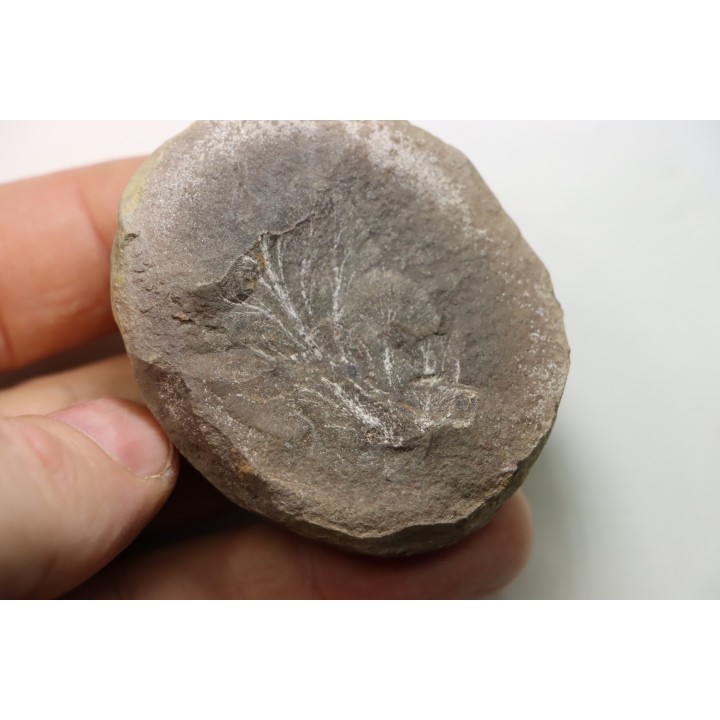 Nodule de fougère: MARIOPTERIS WILMINGTONE - carbonifère - Mazon creek - USA