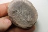 Nodule de fougère: MARIOPTERIS WILMINGTONE - carbonifère - Mazon creek - USA
