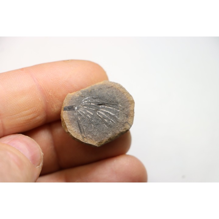 Nodule de fougère: ASTEROPHYLLITES LONGIFOLIUS - carbonifère - Mazon creek - USA
