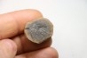 ASTEROPHYLLITES LONGIFOLIUS - Carboniferous - Mazon Creek - USA