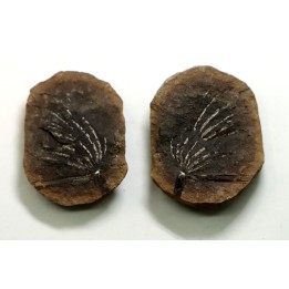 Nodule de fougère: ASTEROPHYLLITES LONGIFOLIUS - carbonifère - Mazon creek - USA