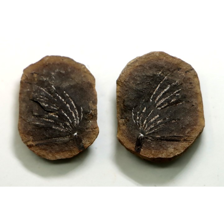 Nodule de fougère: ASTEROPHYLLITES LONGIFOLIUS - carbonifère - Mazon creek - USA