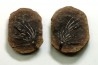 ASTEROPHYLLITES LONGIFOLIUS - Carboniferous - Mazon Creek - USA