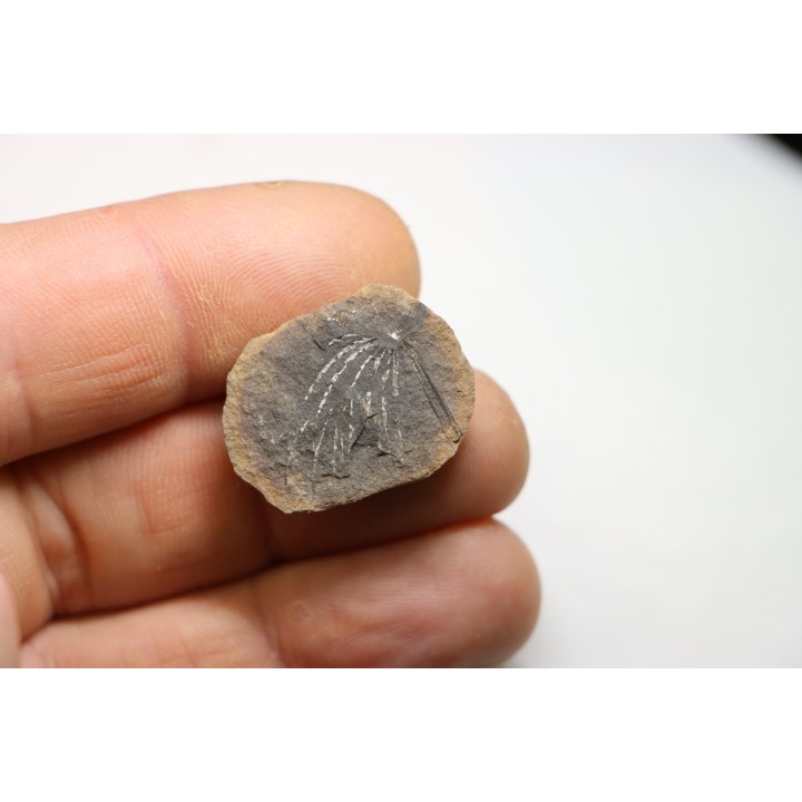 Nodule de fougère: ASTEROPHYLLITES LONGIFOLIUS - carbonifère - Mazon creek - USA