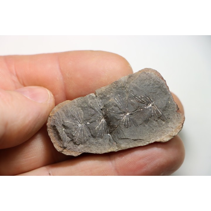 Nodule de fougère: ANNULARIA RADIATA - carbonifère - Mazon creek - USA
