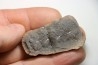 Nodule de fougère: ANNULARIA RADIATA - carbonifère - Mazon creek - USA