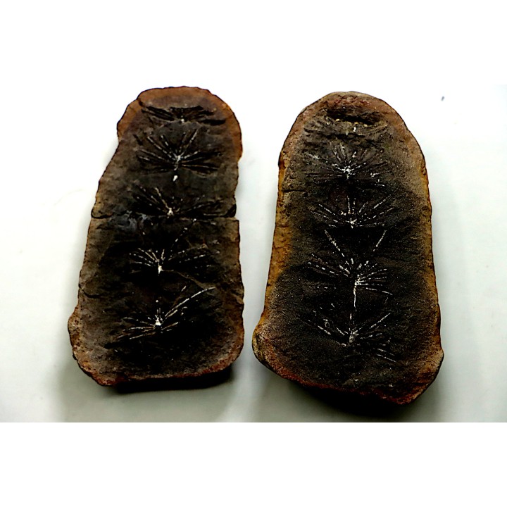 Nodule de fougère: ANNULARIA RADIATA - carbonifère - Mazon creek - USA