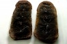 Nodule de fougère: ANNULARIA RADIATA - carbonifère - Mazon creek - USA