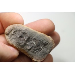 Nodule de fougère: ANNULARIA RADIATA - carbonifère - Mazon creek - USA