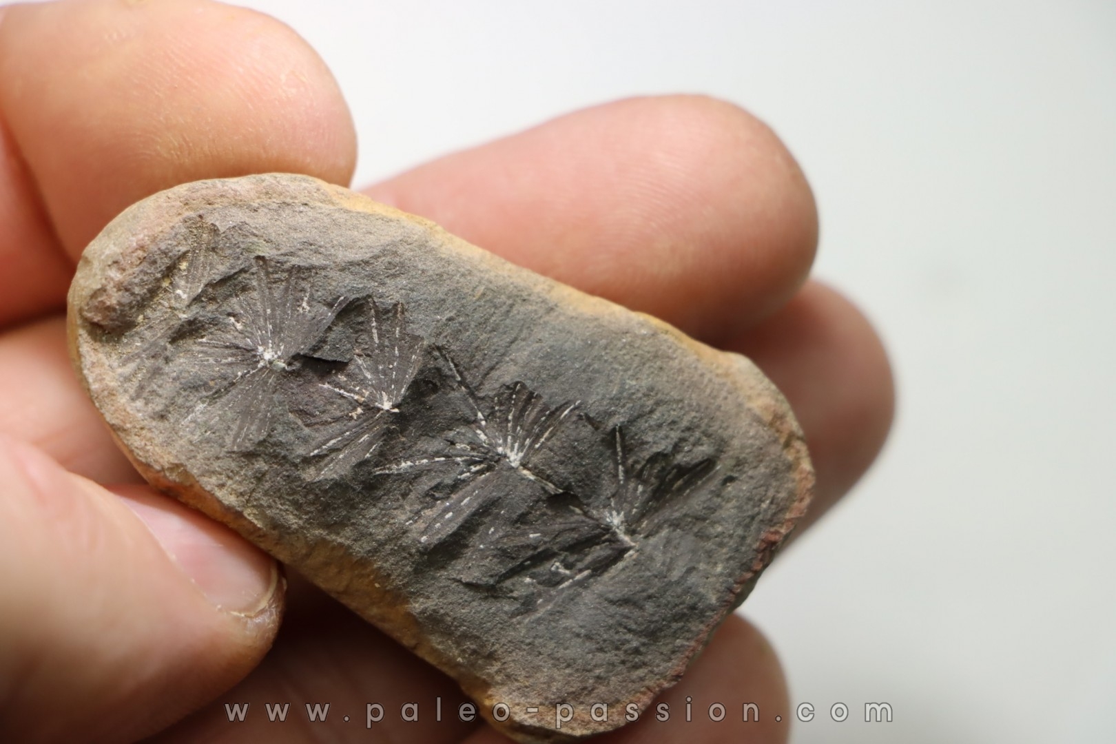 Nodule de fougère: ANNULARIA RADIATA - carbonifère - Mazon creek - USA