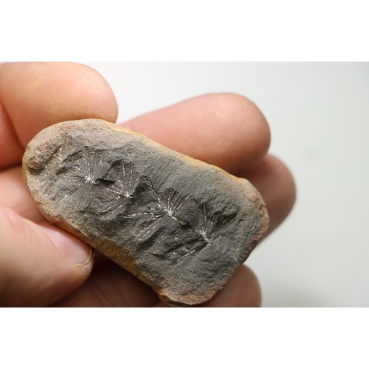 Nodule de fougère: ANNULARIA RADIATA - carbonifère - Mazon creek - USA