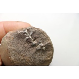 ANNULARIA RADIATA - Carboniferous - Mazon Creek - USA