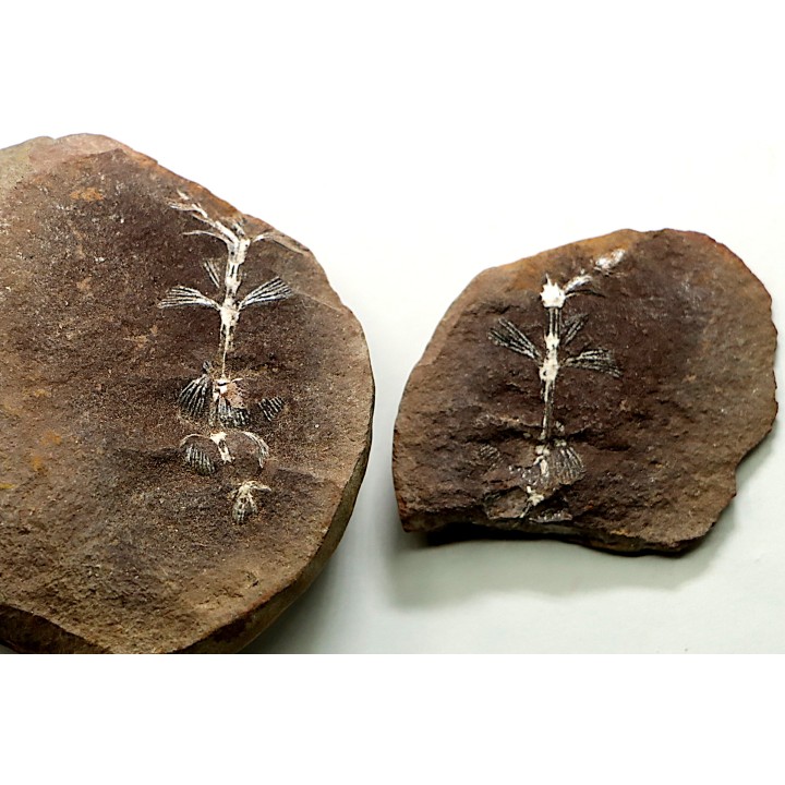 Nodule de fougère: ANNULARIA RADIATA - carbonifère - Mazon creek - USA