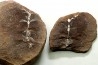 Nodule de fougère: ANNULARIA RADIATA - carbonifère - Mazon creek - USA