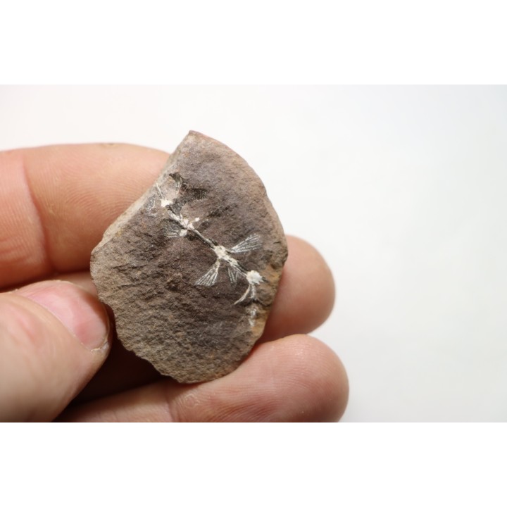 Nodule de fougère: ANNULARIA RADIATA - carbonifère - Mazon creek - USA