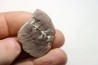 ANNULARIA RADIATA - Carboniferous - Mazon Creek - USA