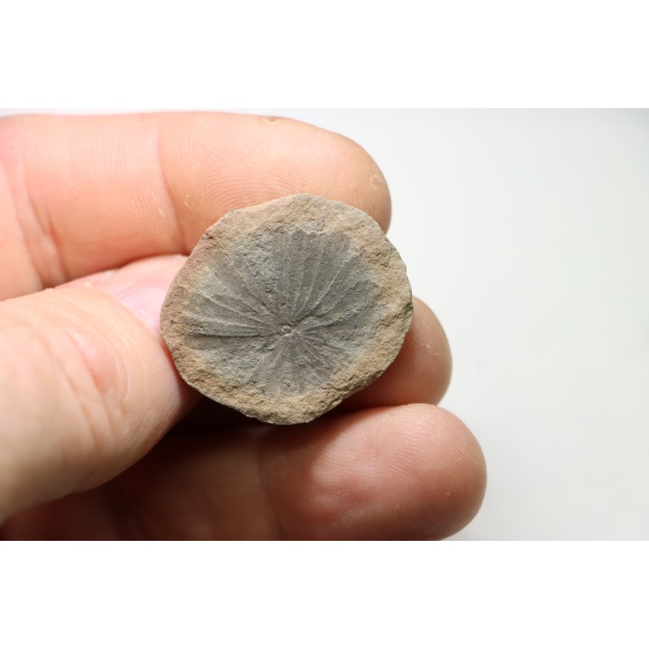 ANNULARIA STELLATA - Carboniferous - Mazon Creek - USA