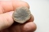 Nodule de fougère: ANNULARIA STELLATA - carbonifère - Mazon creek - USA