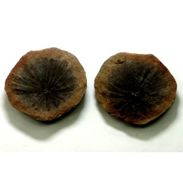 ANNULARIA STELLATA - Carboniferous - Mazon Creek - USA