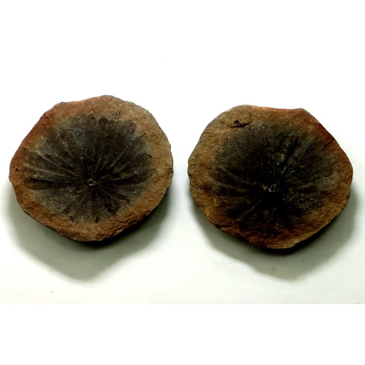 Nodule de fougère: ANNULARIA STELLATA - carbonifère - Mazon creek - USA