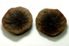 Nodule de fougère: ANNULARIA STELLATA - carbonifère - Mazon creek - USA