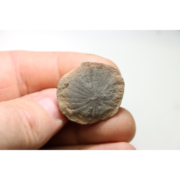 Nodule de fougère: ANNULARIA STELLATA - carbonifère - Mazon creek - USA