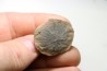 ANNULARIA STELLATA - Carboniferous - Mazon Creek - USA