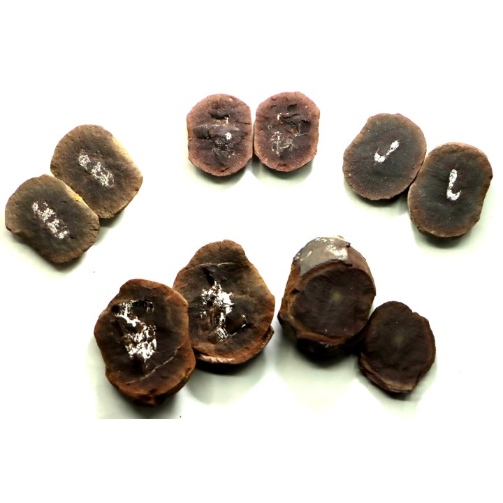 LOT de 5 Nodules du carbonifère de Mazon creek - USA
