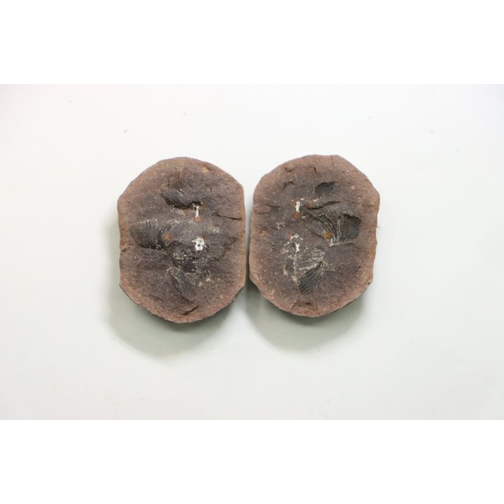 set of 5 concretions, Carboniferous from Mazon Creek - USA