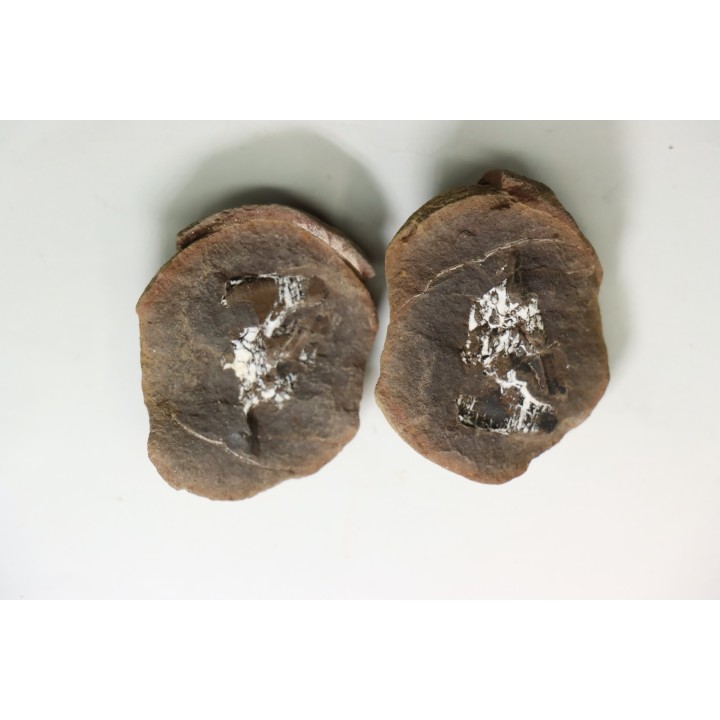 set of 5 concretions, Carboniferous from Mazon Creek - USA
